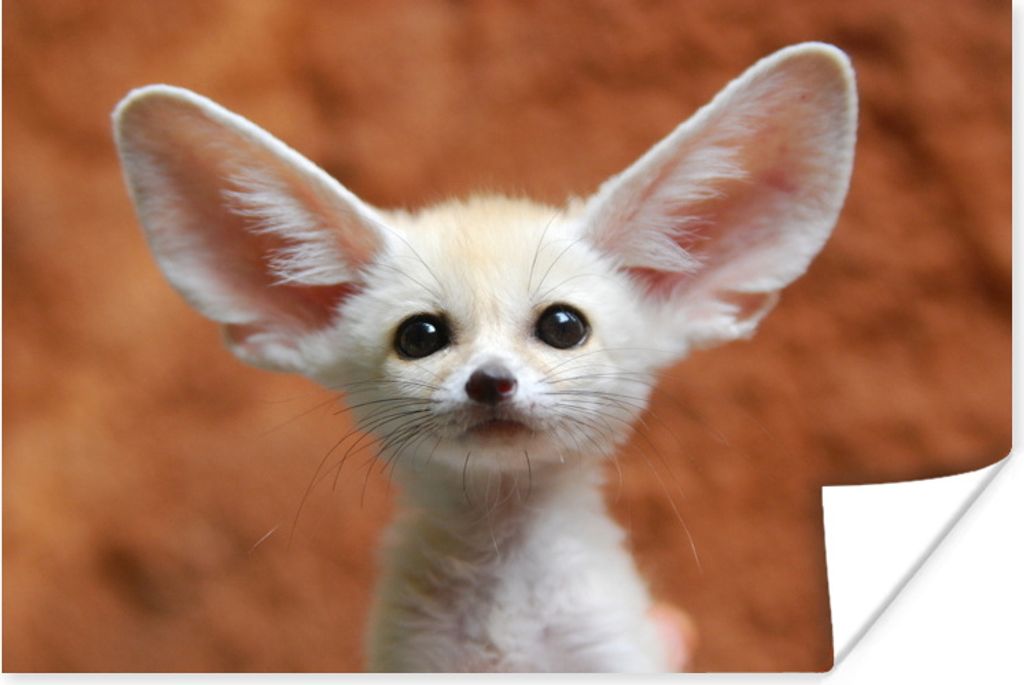 MuchoWow Poster Wüstenfuchs - Baby - Tiere 60x40 cm - Schlafzimmerdekoration
