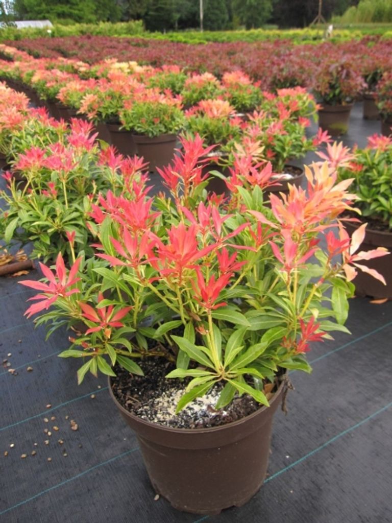 Pieris japonica Forest Flame - japanische Lavendelheide - Produktbild 