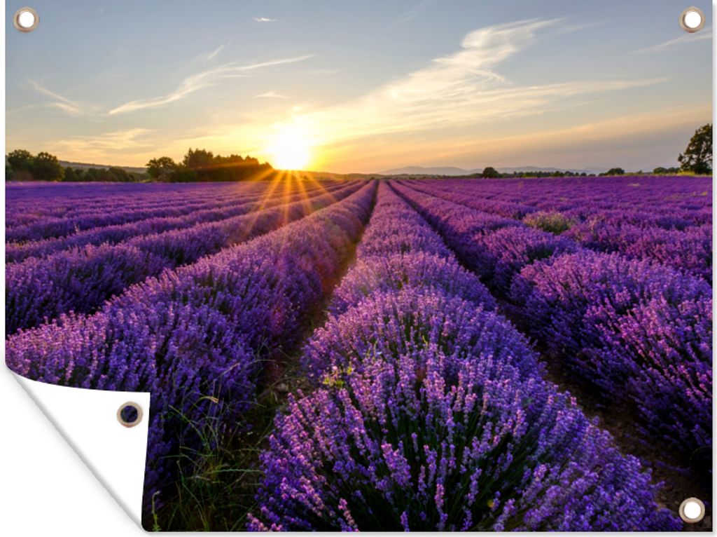 MuchoWow 80x60 cm Outdoor-Poster Gartendeko Sichtschutz Garten Poster für den Garten Lavendel - Blumen - Sonnenuntergang - Lila