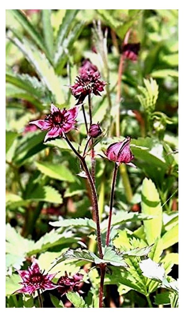 Potentilla palustris - Comarum palustre - Sumpf-Blutauge - Fingerkraut, rot - heimisch - 2er-Set - Qualitätsstauden in 9x9 cm Töpfen - Blume des ...