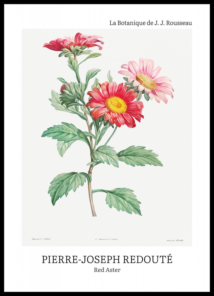 Plakat 50x70cm Design Rote Astern, Redoute Vintage für das Wohnzimmer