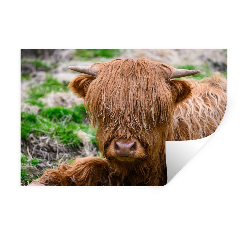MuchoWow Wandtattoo Wandsticker Wandaufkleber Schottischer Highlander - Heu - Gras 60x40 cm Selbstklebend und Repositionierbar - Wierderverwendba...