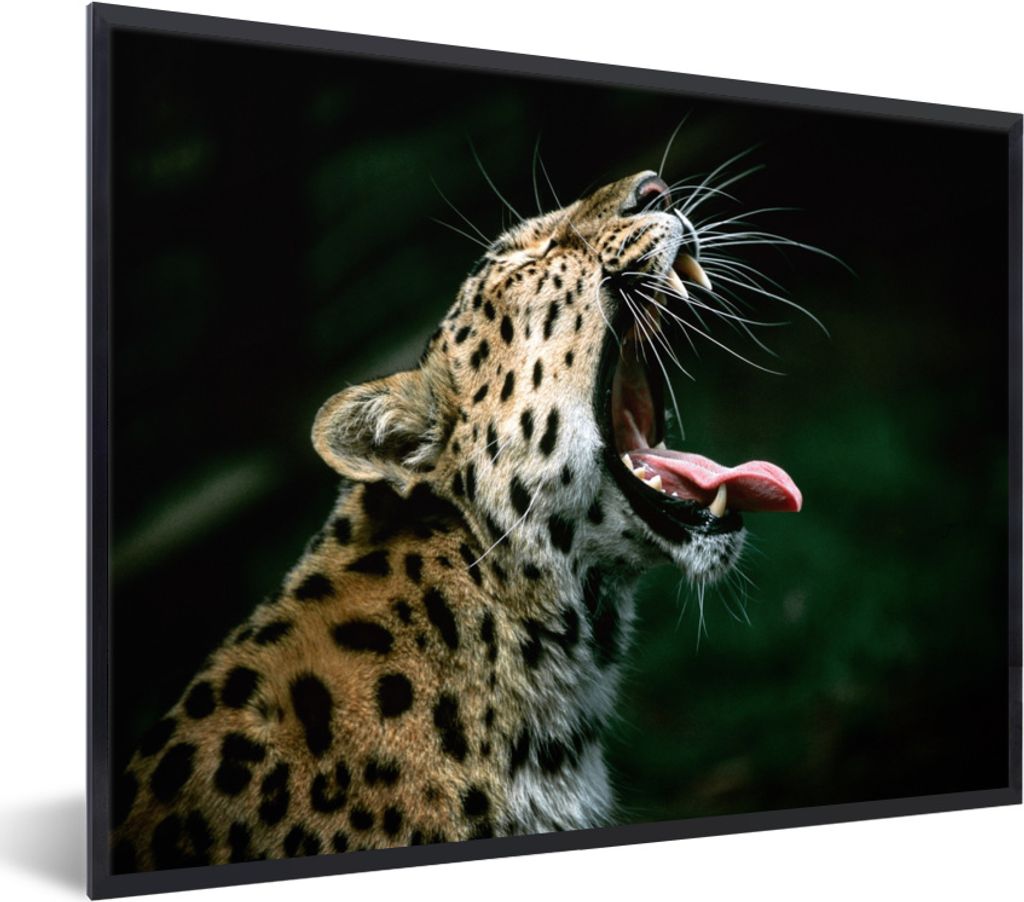 MuchoWow MuchoWow Gerahmtes Poster Panther - Schwarz - Zähne 40x30 cm - Poster mit zchwarzem Bilderrahmen - Kunstposter - Wanddekorationen