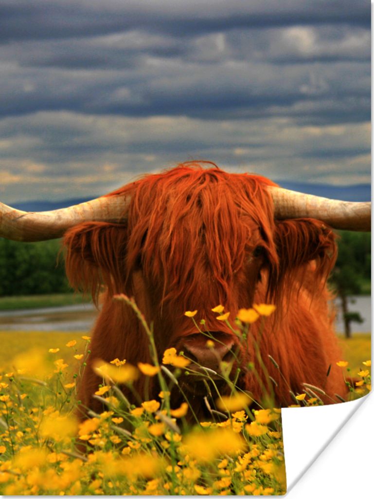 MuchoWow Poster Schottischer Highlander - Tiere - Blumen 30x40 cm - Wandplakat - Poster Kinderzimmer