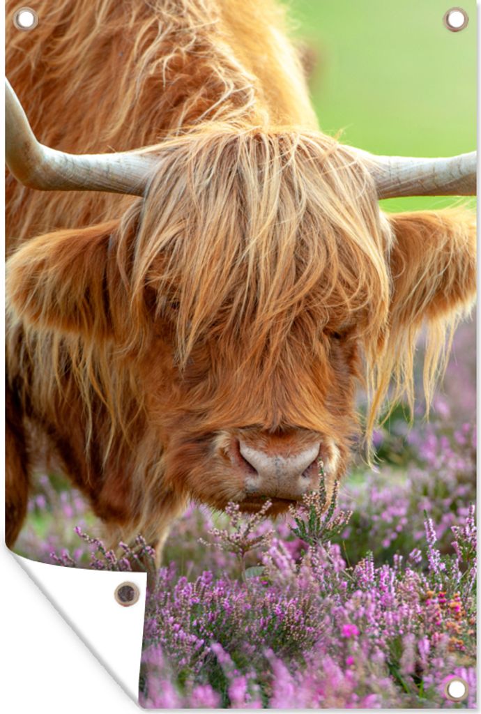 MuchoWow 80x120 cm Outdoor-Poster Gartendeko Sichtschutz Garten Poster für den Garten Schottischer Highlander - Lila - Blumen