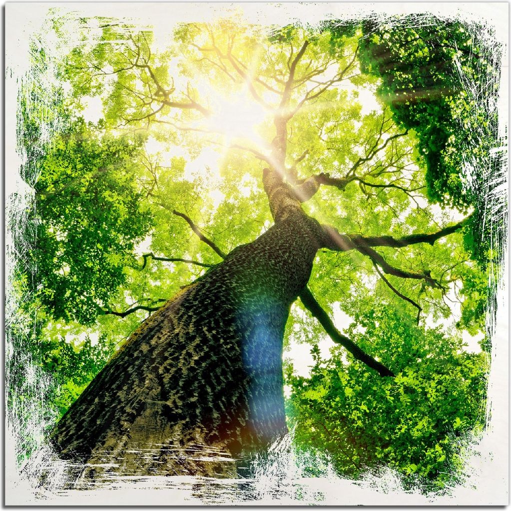 Kunstdrucke Wandbilder Holz in : Brillante Farben, Größe 50 x 50 cm Motiv Laubbaum aus der Froschperspektive