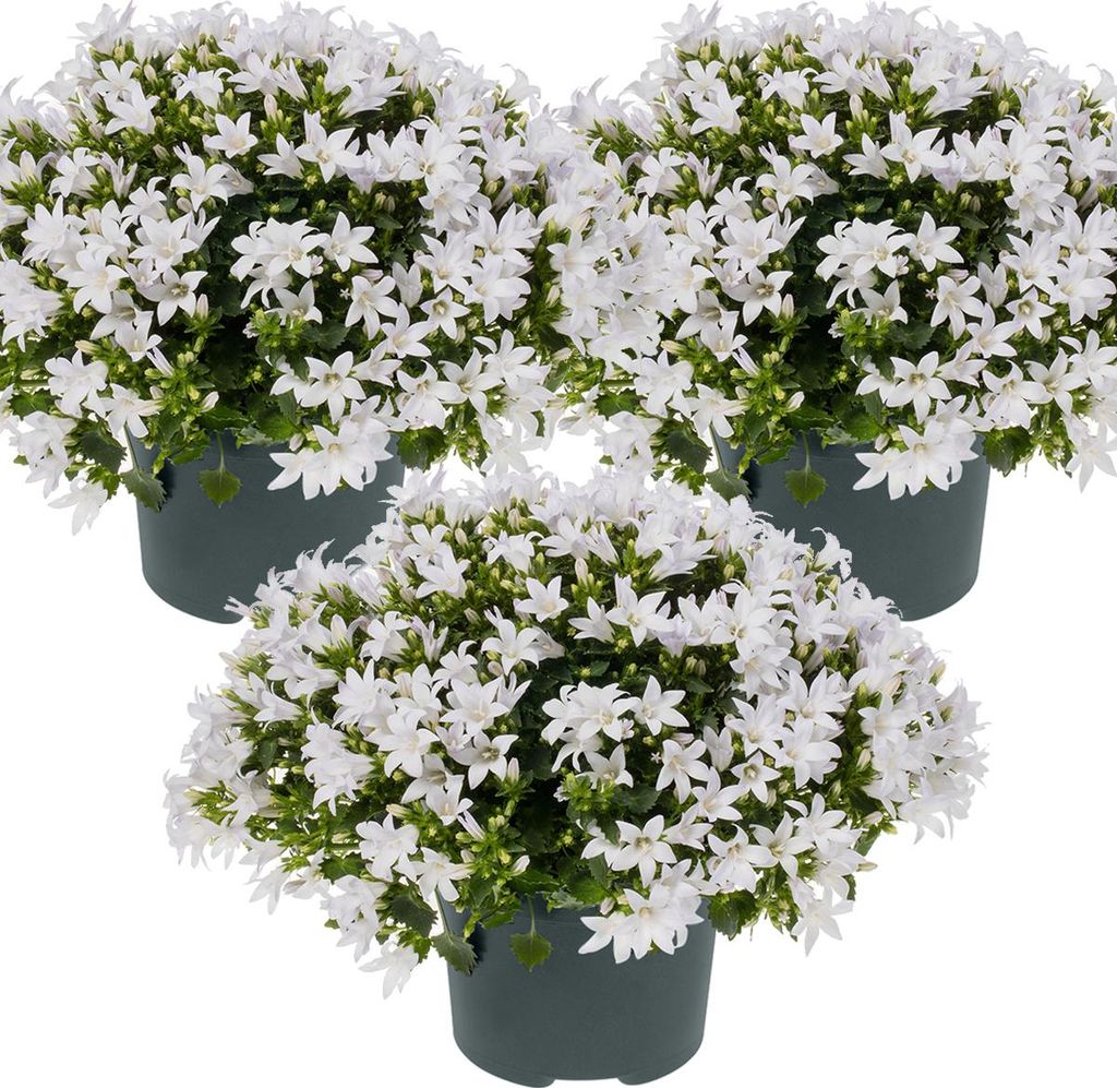 Bloomique - Lot de 3 - Campanula Ambella White - Campanule Image du produit 