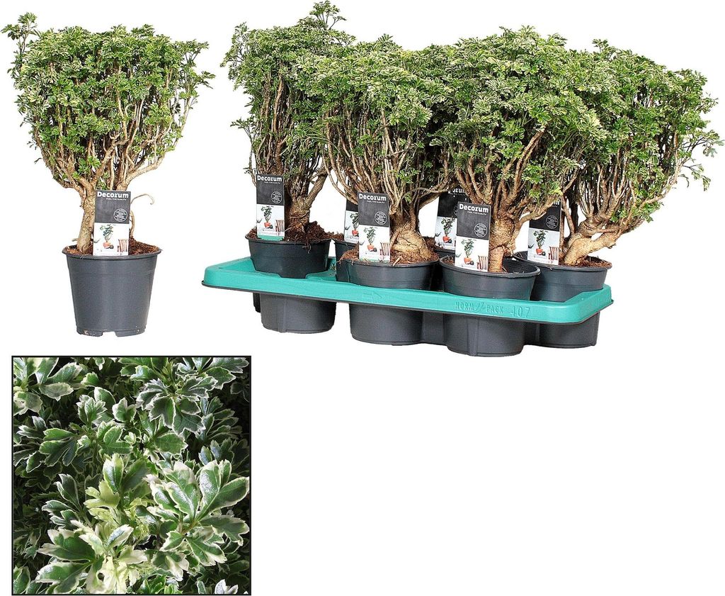 Polyscias Hawaiiana Ming Gold – Plante d'intérieur bonsaï Image du produit 