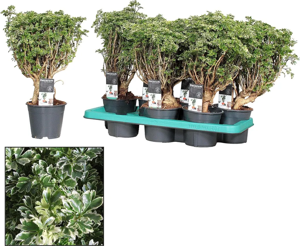 Plante d'intérieur Increvable - Polyscias Ming Gold - Idéal Débutant