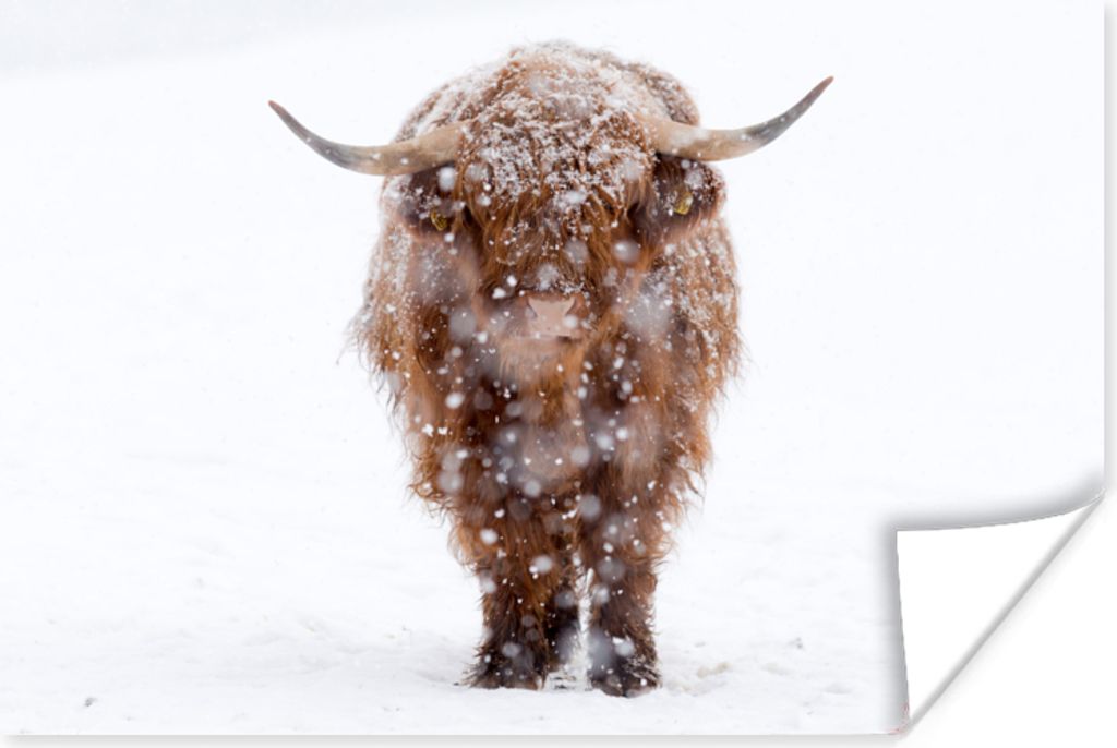 MuchoWow Poster Schottischer Hochländer - Kuh - Schnee 30x20 cm - Plakate - Print