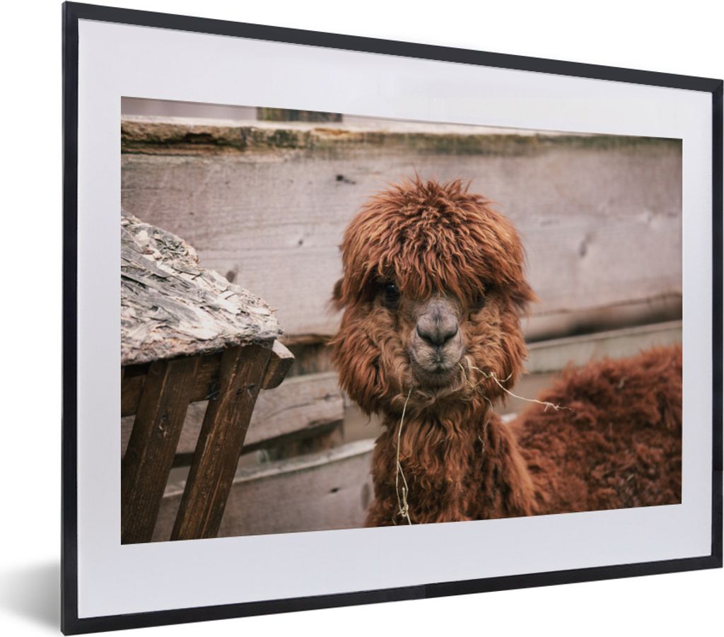 MuchoWow MuchoWow Gerahmtes Poster Alpaka - Tiere - Fell 40x30 cm - Poster mit zchwarzem Bilderrahmen - Bilderrahmen - Poster im Rahmen