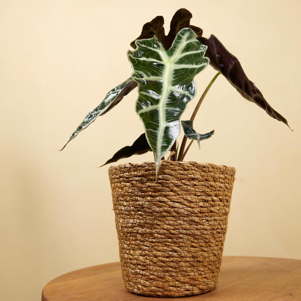 2x Alocasia Polly Zimmerpflanze, glnzende Bltter, weie
