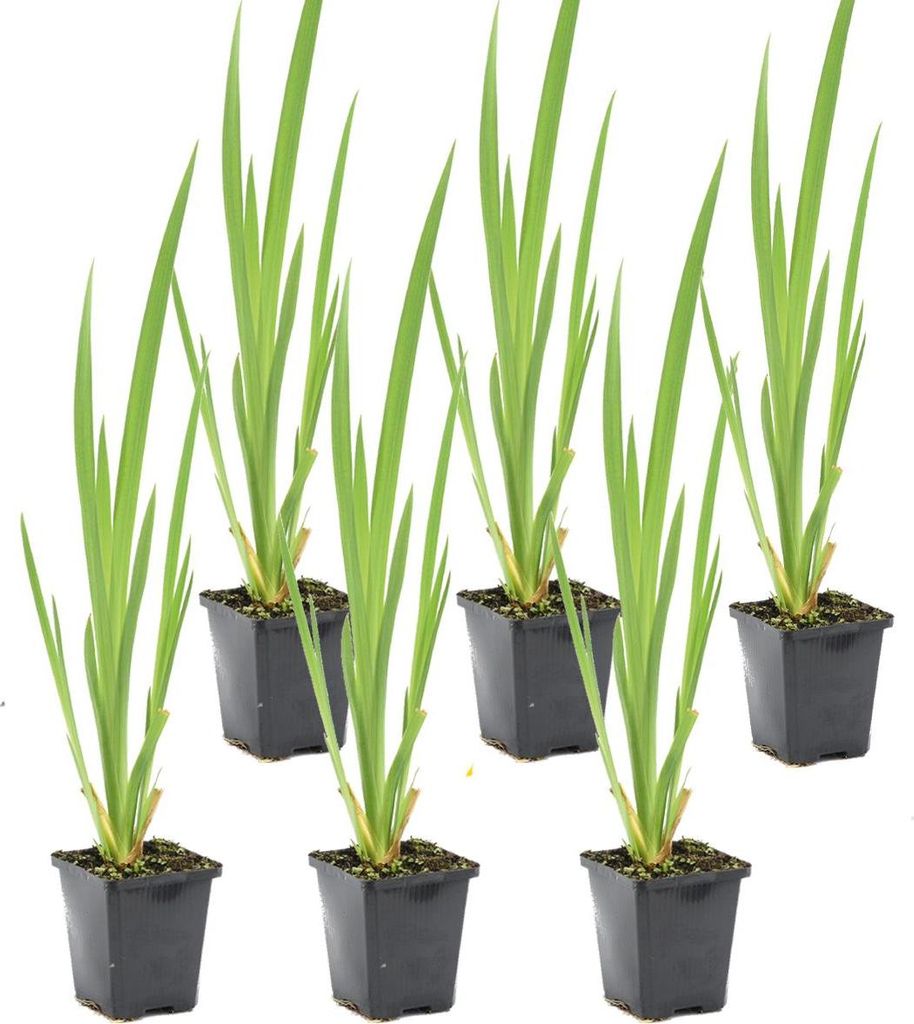 6er Set - Iris Pseudacorus - Heimische Sumpf-Schwertlilie - Produktbild 