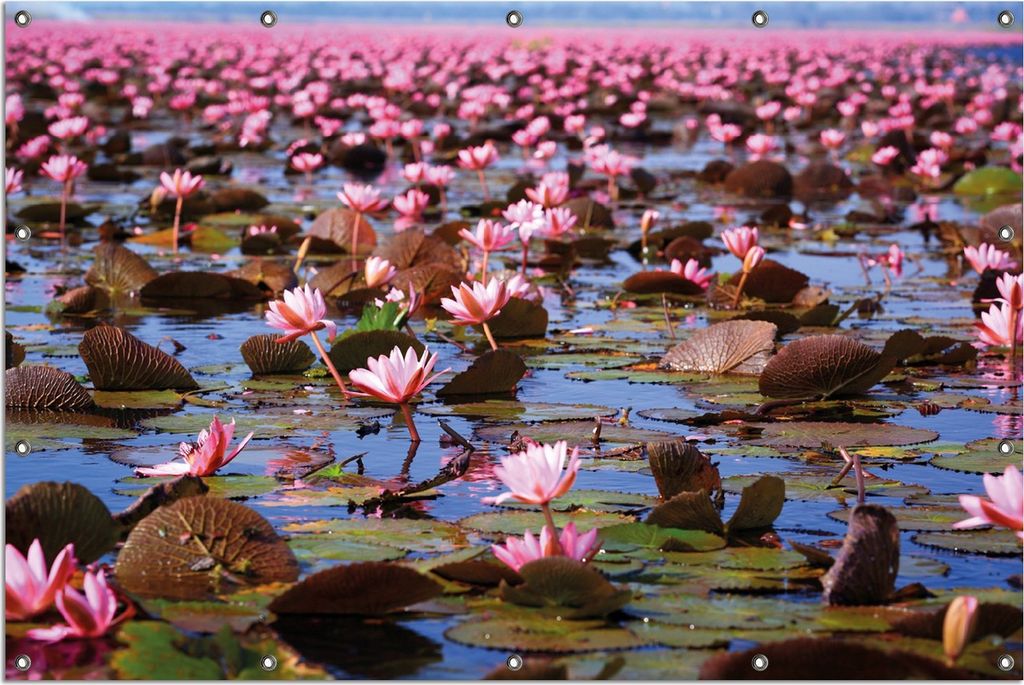 Wallario Outdoor-Poster für Garten oder Balkon, Motiv Seerosenlandschaft mit rosa Blüten, in ca. 120 x 180 cm