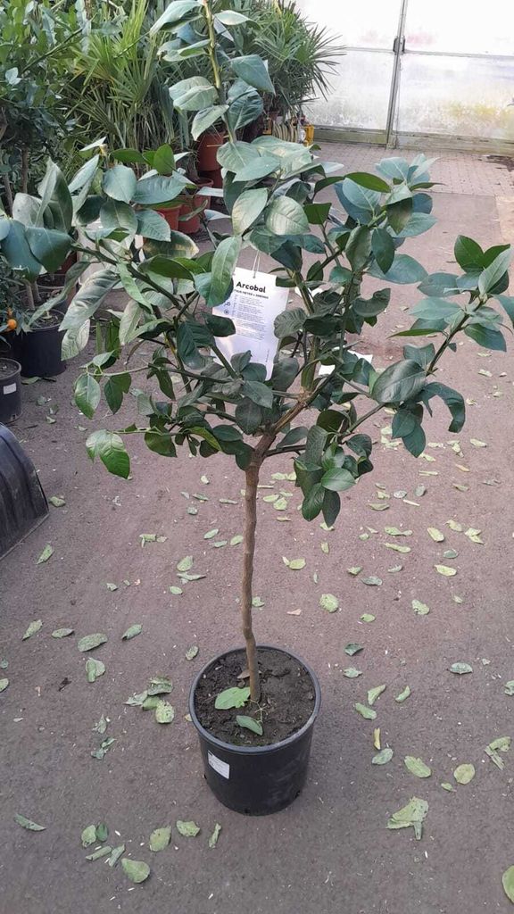 Exotický pomarančovník Arcobal "Rainbow Orange" - Citrus Obrázok produktu 