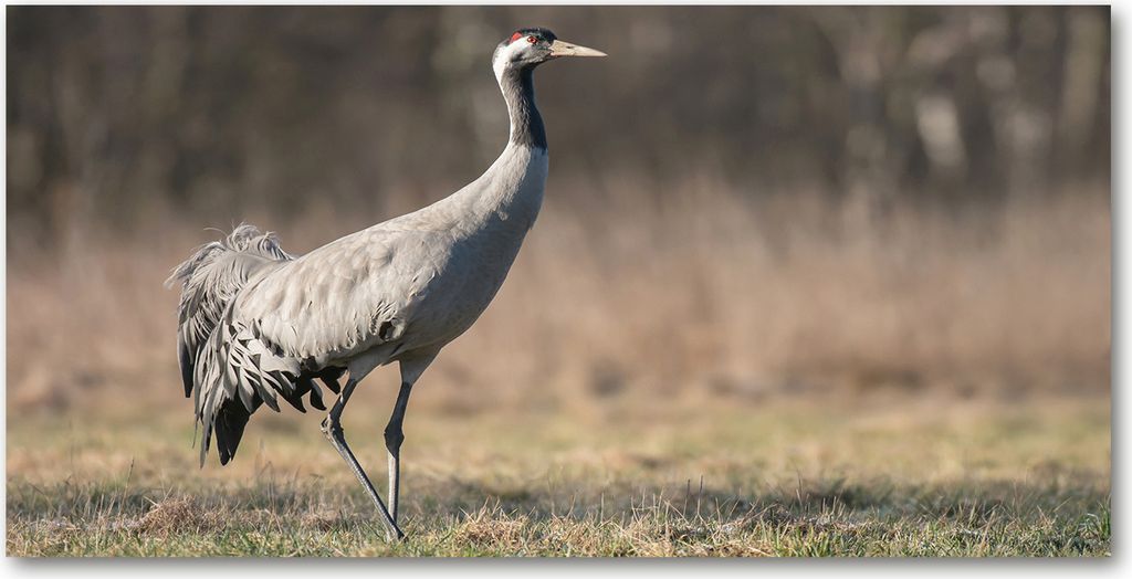 Tulup Leinwandbild - 120x60 cm - Wandkunst - Drucke auf Leinwand - Leinwanddruck - Tiere - Beige - Reiher