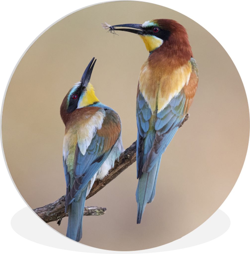 MuchoWow Rundes Wandbild - Runde Bilder Vogel - Insekt - Freunde Ø 90 cm Kreis Wanddekoration Kunststoff - Wandkreis - Wandschmuck - Wand-Kreis ...