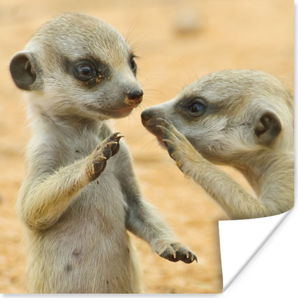 MuchoWow Poster Erdmännchen - Braun - Tier 100x100 cm - Babyzimmer