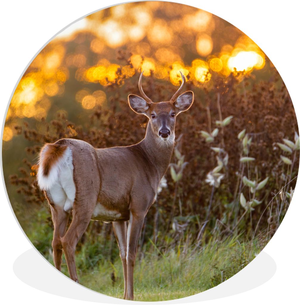 MuchoWow Rundes Wandbild - Runde Bilder Hirsche - Pflanzen - Sonnenuntergang - Wildtiere - Natur Ø 60 cm Kreis Wanddekoration Kunststoff - Wandk...