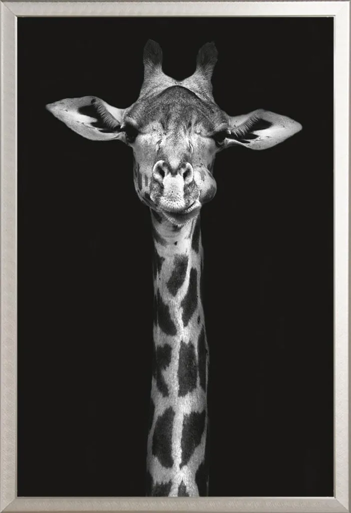 Cadre amovible Shinsuke aluminium argenté et poster Wildlife Girafe