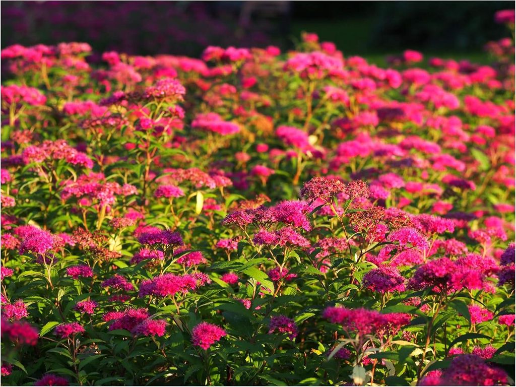 Stauden Gänge 50 x Spiraea japonica 'Anthony Waterer' - Rote Sommerspiere- Pflegeleicht und voller Farbenfreude - Blühende Hecke - Heckenpflanze