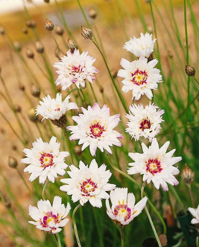 Catananche caerulea 'Alba', weiße Blüten, ca. 9x9 cm Topf