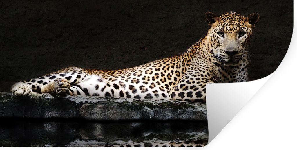 MuchoWow Wandtattoo Wandsticker Wandaufkleber Leopard - Wasser - Wald 80x40 cm Selbstklebend und Repositionierbar - Aufkleber