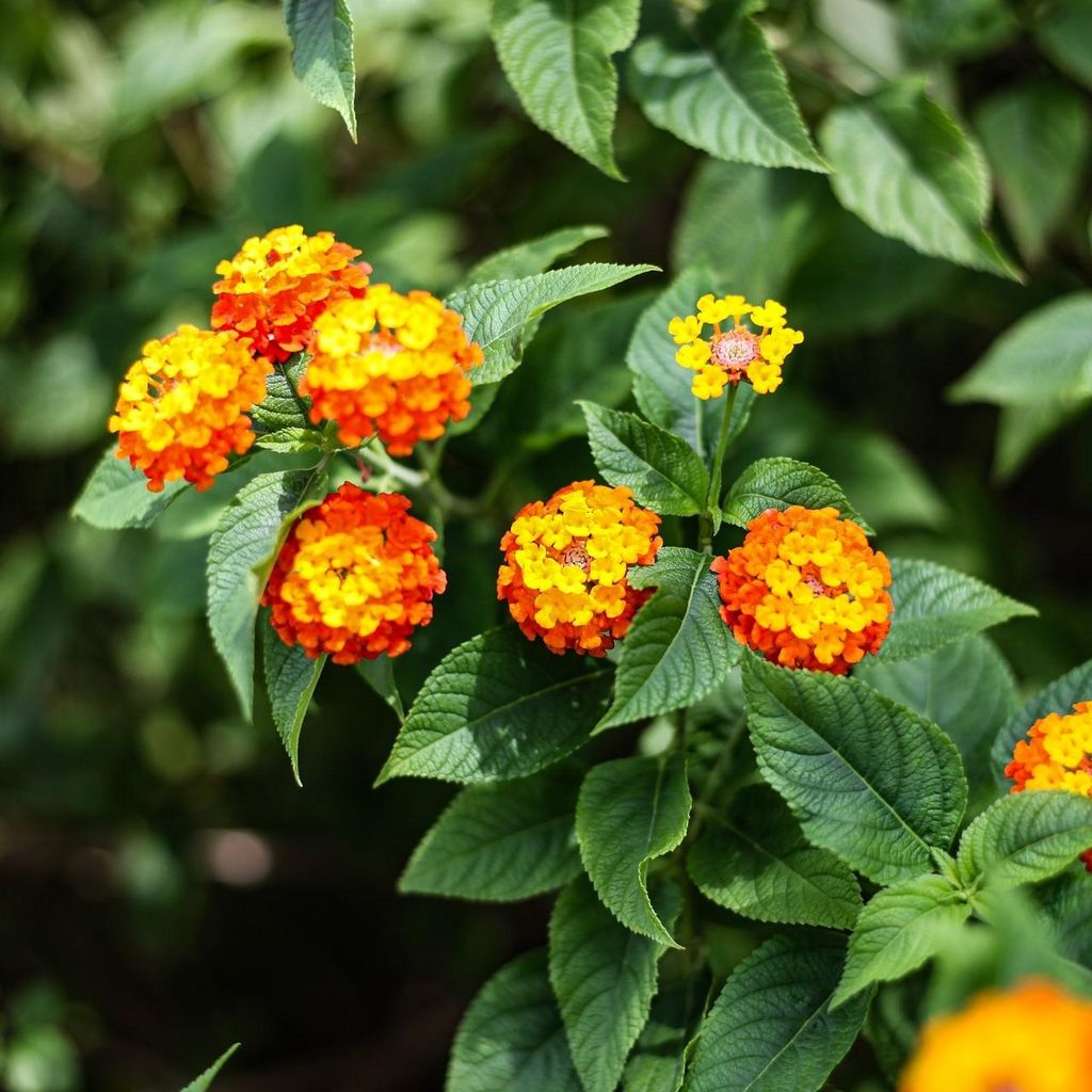 Lantana (Lantana camara)  - 20 plants Image du produit 