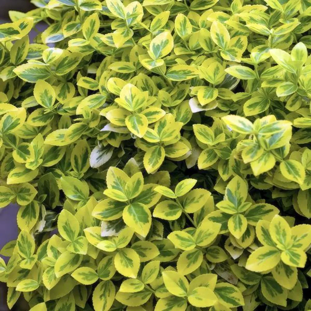 Arbuste de haie Fusain rampant Emerald 'n Gold - Lot de 12 godets Ø9cm