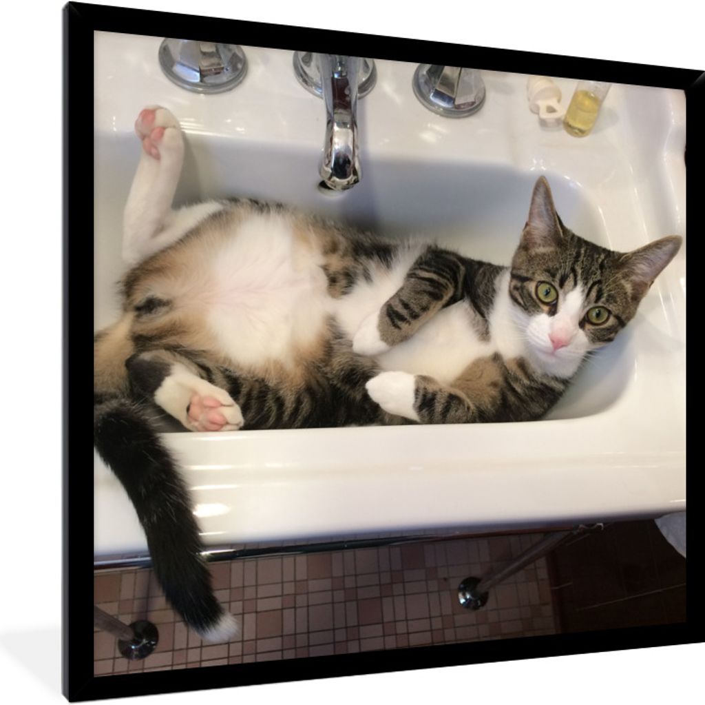 MuchoWow Gerahmtes Poster Katze - Waschbecken - Badezimmer 40x40 cm - Poster mit Schwarzem Bilderrahmen Wandposter Rahmen Foto Bilder - Mit Rahme...