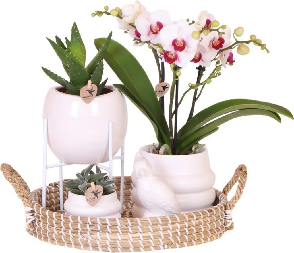 Coffret cadeau Orchidée Phalaenopsis Ø 9 cm avec cache-pot et déco