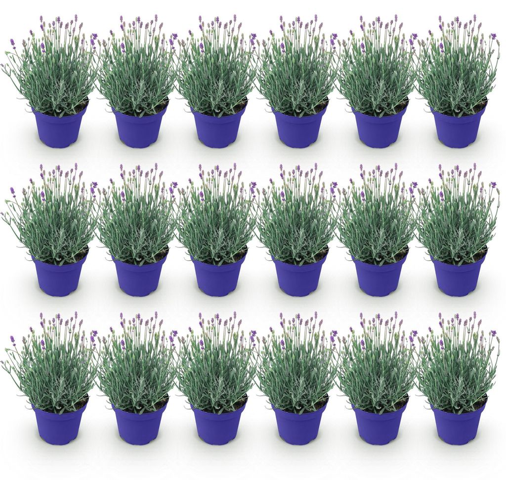 GreenboutiQ - Gartenpflanze - Lavandula angustifolia Produktbild 