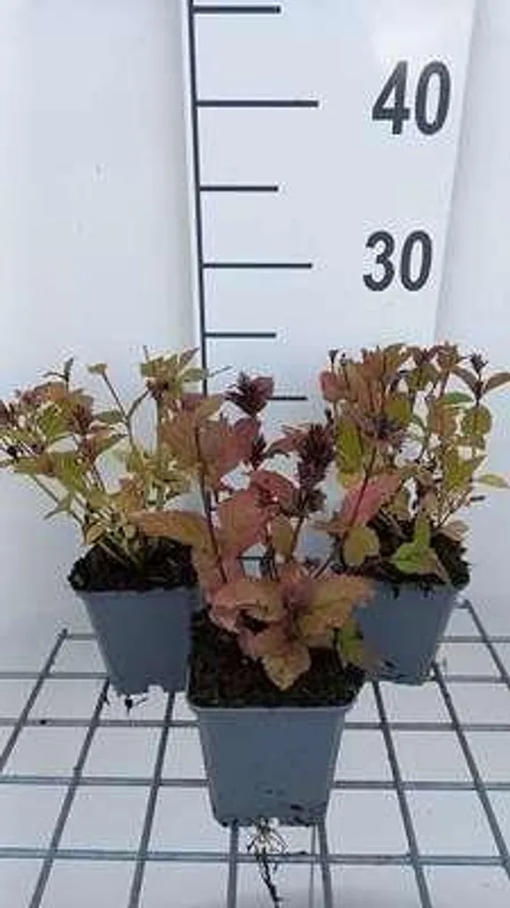 Herbe à chat Nepeta Sweet Dreams - Lot de 6 plantes vivaces en godet