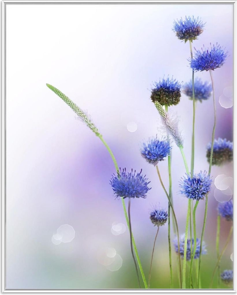Wallario Wandbild Abstrakte lila Blume, Größe: 40,30 x 50,30 cm, Poster mit weißem Aluminiumrahmen