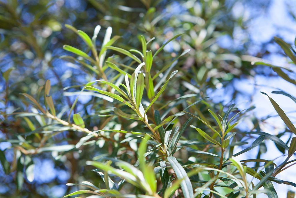 Hippophae rhamnoides 'Pollmix', Sanddorn, Bestäuber, 60–100 Produktbild 