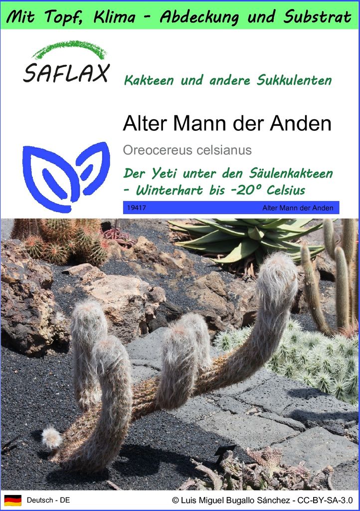 SAFLAX Garden to go - Alter Mann der Anden - Oreocereus celsianus - 40 Samen - Mit Topf, Klima - Deckel und Anzuchtsubstrat
