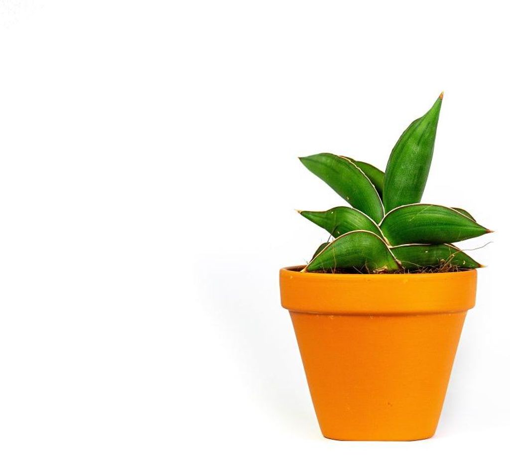 Gardners Sansevieria Samurai, priemer 9 cm Obrázok produktu 