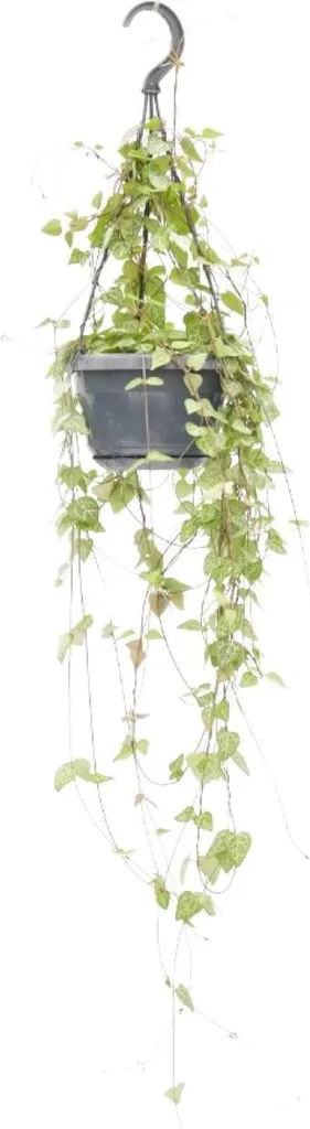 Ceropegia linearis Iris - Plante suspendue Ø14cm et Hauteur 38cm
