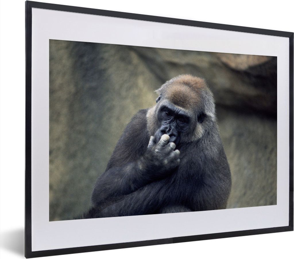 MuchoWow MuchoWow Gerahmtes Poster Niedlicher Gorilla kratzt sich an der Nase 40x30 cm - Poster mit zchwarzem Bilderrahmen - Bilderrahmen - Pos...