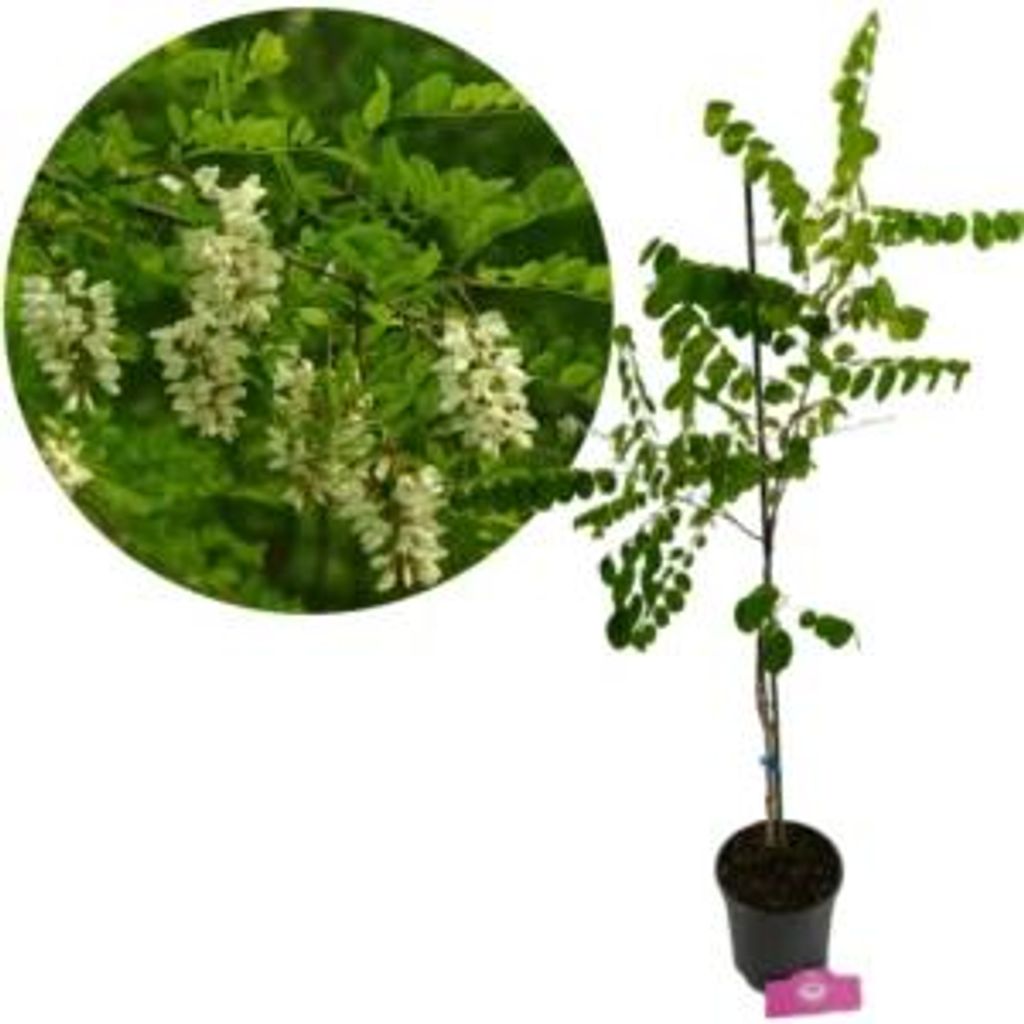 Robinia (Robinia pseudoacacia), witte acacia, hoogte 100 Productafbeelding 