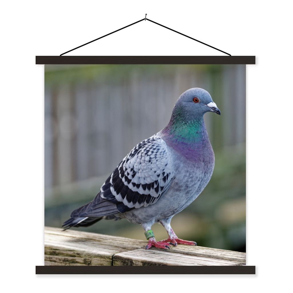 MuchoWow Textilposter Taube - Vogel - Lila - Federn 60x60 cm mit schwarzem Rahmen - Posteraufhänger