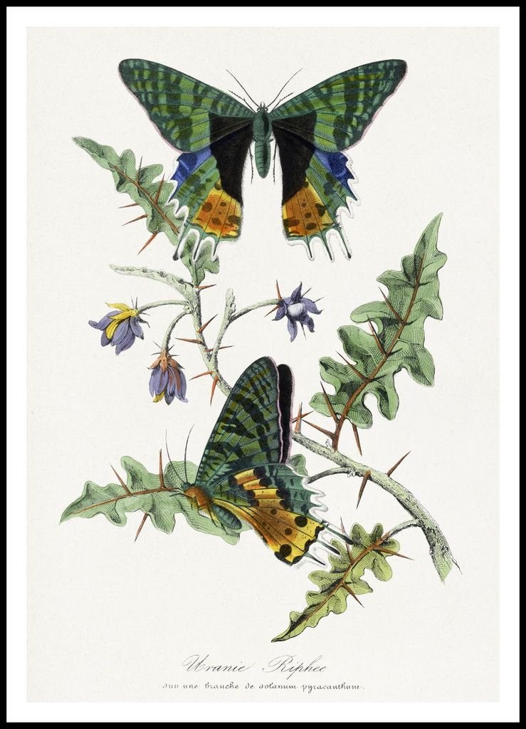 Poster 70x100cm Schmetterlinge, Paul Gervais Vintage für das Wohnzimmer