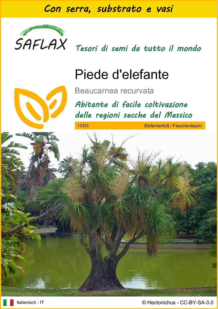 SAFLAX Insieme di coltivazione - Piede d'elefante - 10 semi Immagine del prodotto 
