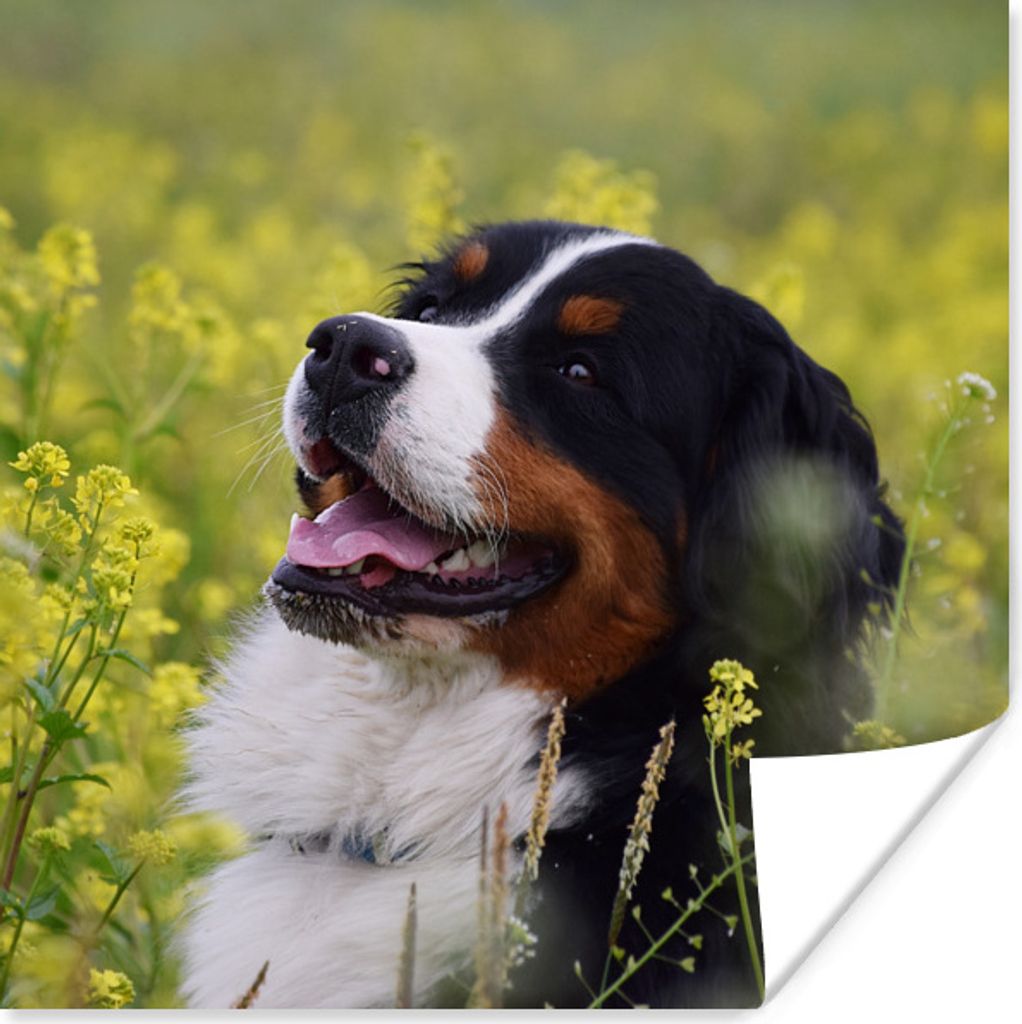 MuchoWow Poster Ein Berner Sennenhund zwischen gelben Blumen 75x75 cm - Wand Dekoration