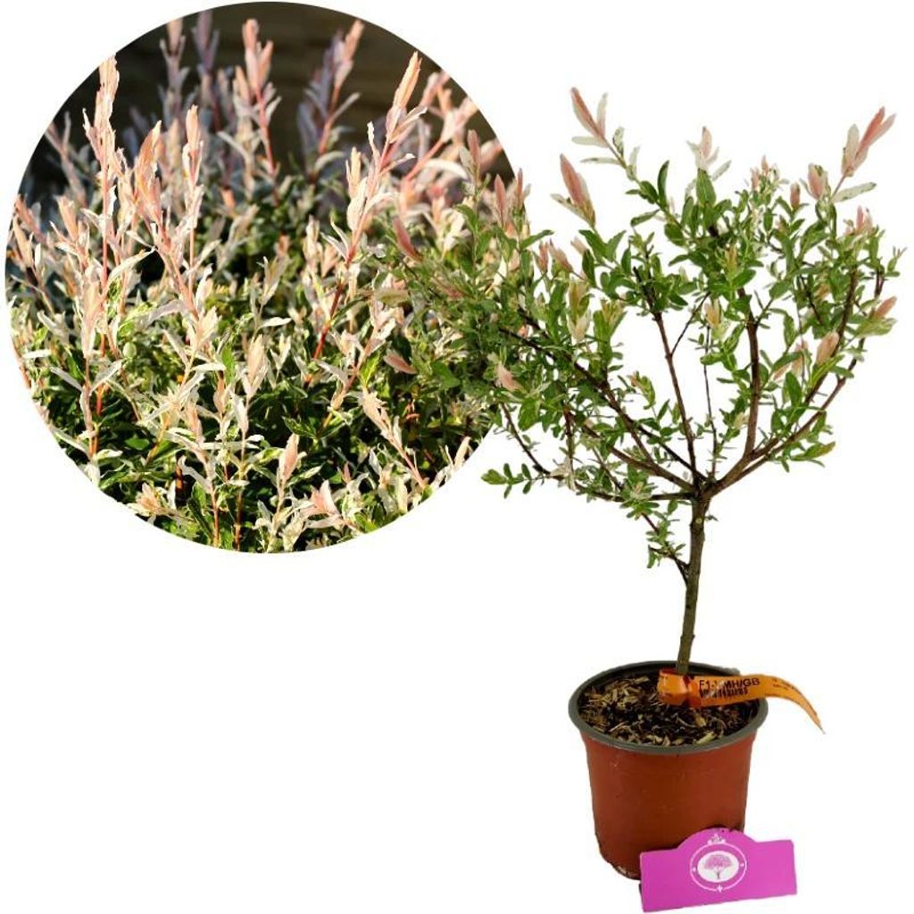 Salix integra 'Hakuro-nishiki', Japanische Zierweide, Höhe 80cm, 2 Liter Topf