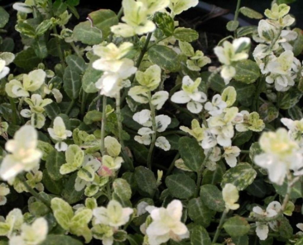 Euonymus fortunei Silverstone - Bunter Zwergspindelstrauch 10-15cm