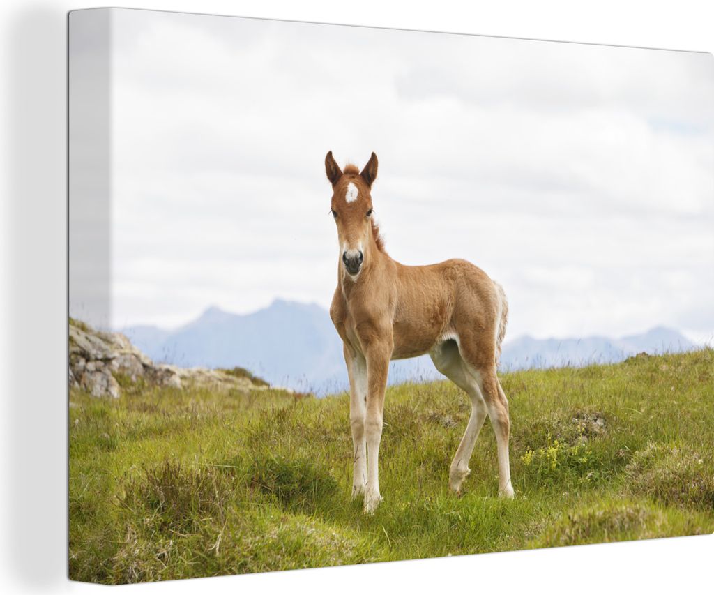 OneMillionCanvasses - Leinwandbilder - 140x90 cm, Stolzes kleines Fuchshengstfohlen, Wandbilder Kunstdruck Wanddekoration - Foto auf Leinwand - G...