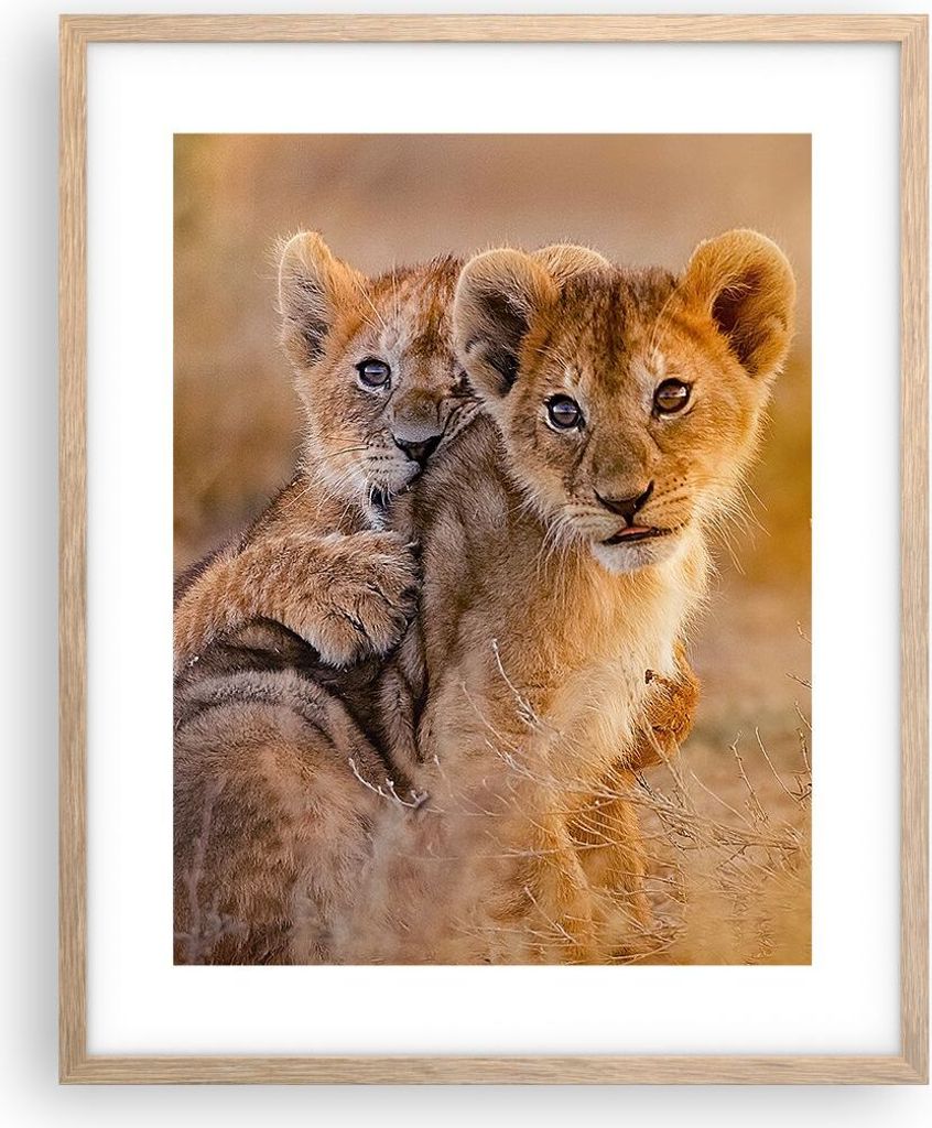 Gerahmtes Poster - Rahmen in heller Eiche - Löwe Natur Tier - 40x50 cm - Wand Bild - Wanddeko - Wandbilder - Kunstposter - Wandposter - Bilderrahm...