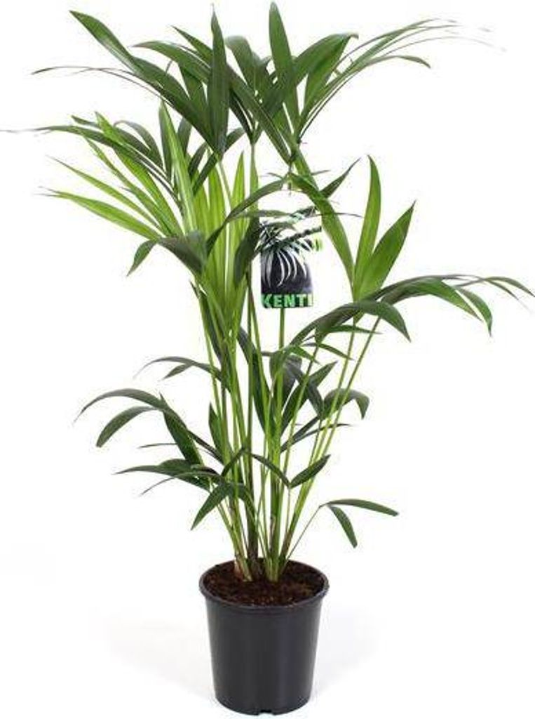 Kentiapalme Howea forsteriana Ø19cm 80cm Zimmerpalme Grünpflanze pflegeleicht