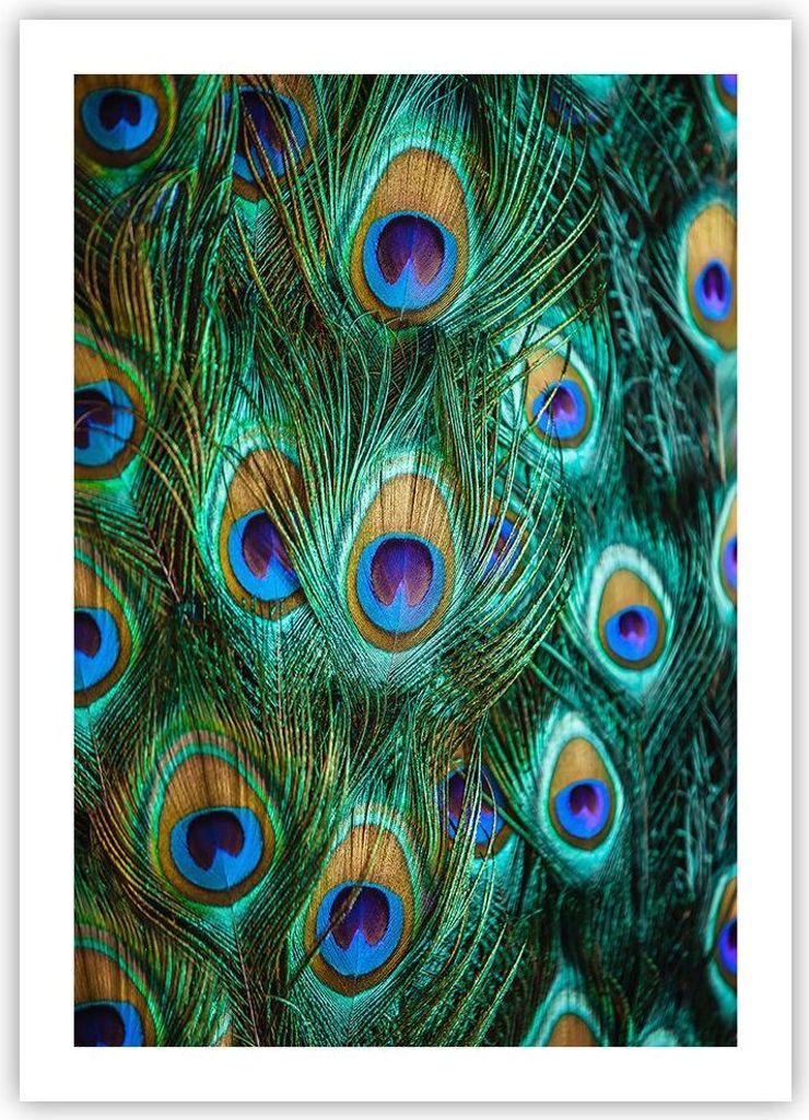 Poster - Poster ohne Rahmen - Pfauen Feder Makro - 50x70 cm - Wand Bild - Wanddeko - Wandbilder - Kunstposter - Wandposter - Bilder - Kunstdruck - ...